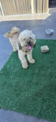Found/Stray Male Dog last seen 15th ave newark, Newark, NJ 07103