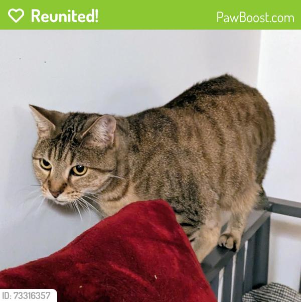 Reunited Female Cat last seen Between Moye Close carpark and Morrel Court gardens, Greater London, England E2 8QN