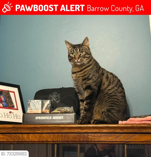 Lost Male Cat last seen Rivers, Bend subdivision and Hancock Bridge Road, Barrow County, GA 30680