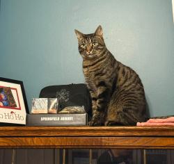 Lost Male Cat last seen Rivers, Bend subdivision and Hancock Bridge Road, Barrow County, GA 30680