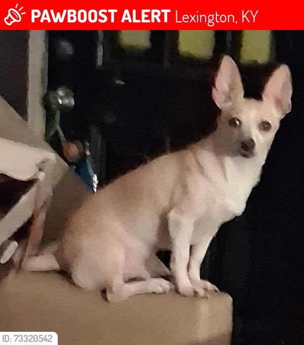 Lost Female Dog last seen Near East New Circle Road ,Near Sams Club, Lexington, KY 40505