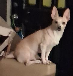 Lost Female Dog last seen Near East New Circle Road ,Near Sams Club, Lexington, KY 40505