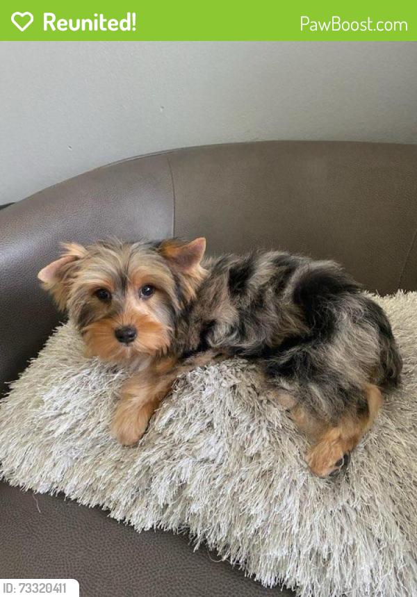 Reunited Male Dog last seen Near Bob White Drive 34690, Holiday, FL 34690