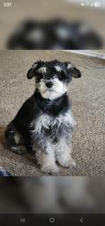 Reunited Male Dog last seen Claridge, San Antonio, TX 78250