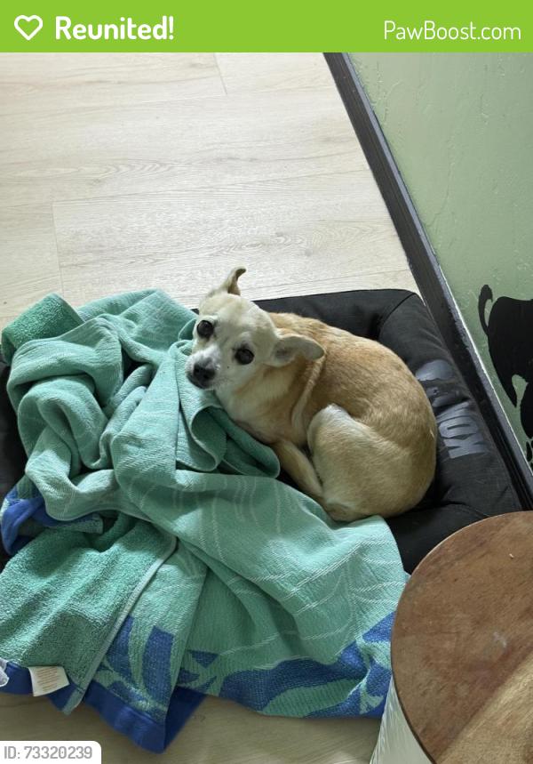 Reunited Female Dog last seen Copperhead Dr tucson Az, Tucson, AZ 85742