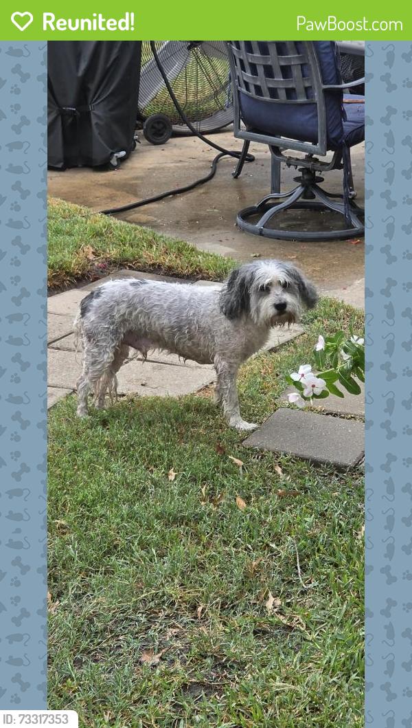 Reunited Male Dog last seen Near San Gabriel Dr, Houston, TX 77084, USA, Houston, TX 77084