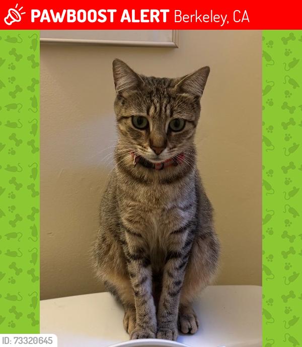 Lost Female Cat last seen Thousand Oaks Blvd. @ The Alameda, Berkeley, Berkeley, CA 94707