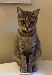 Lost Female Cat last seen Thousand Oaks Blvd. @ The Alameda, Berkeley, Berkeley, CA 94707