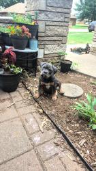 Reunited Male Dog last seen Santa Fe, Sw 99th st, okc, ok 73139, Oklahoma City, OK 73139
