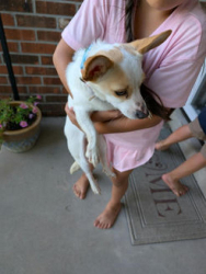 Found/Stray Female Dog last seen Northside High School baseball field, Jackson, TN 38305