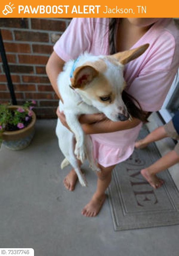 Found/Stray Female Dog last seen Northside High School baseball field, Jackson, TN 38305