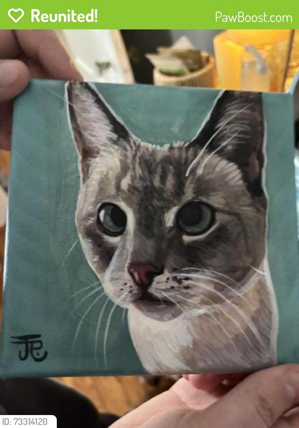 Reunited Female Cat last seen W 5th street and South st., New Castle, DE 19720