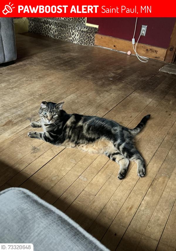 Lost Male Cat last seen Marshall Ave Bridge, Saint Paul, MN 55104