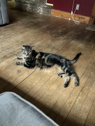 Lost Male Cat last seen Marshall Ave Bridge, Saint Paul, MN 55104
