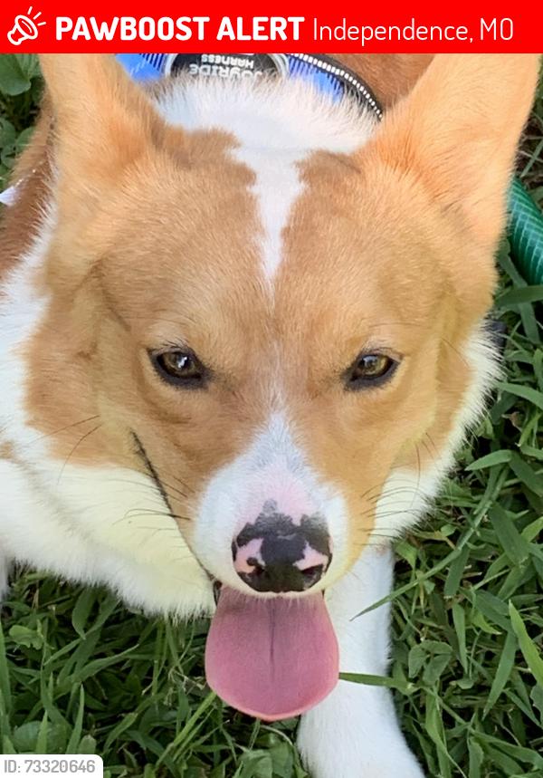 Lost Male Dog last seen Near hwy and Chrysler, Independence, MO 64055