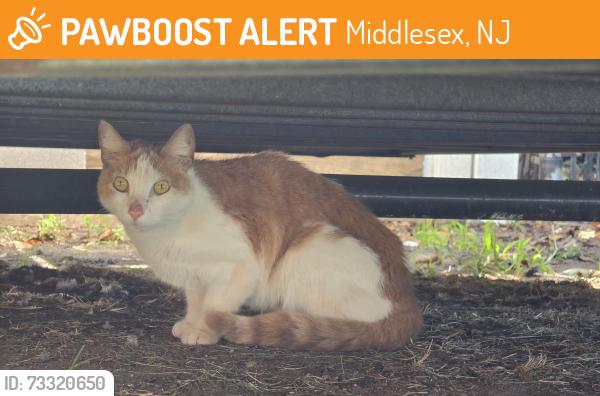 Found/Stray Unknown Cat last seen Warrenville rd, Middlesex, NJ 08846