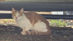 Found/Stray Unknown Cat last seen Warrenville rd, Middlesex, NJ 08846