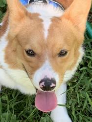 Lost Male Dog last seen Near hwy and Chrysler, Independence, MO 64055