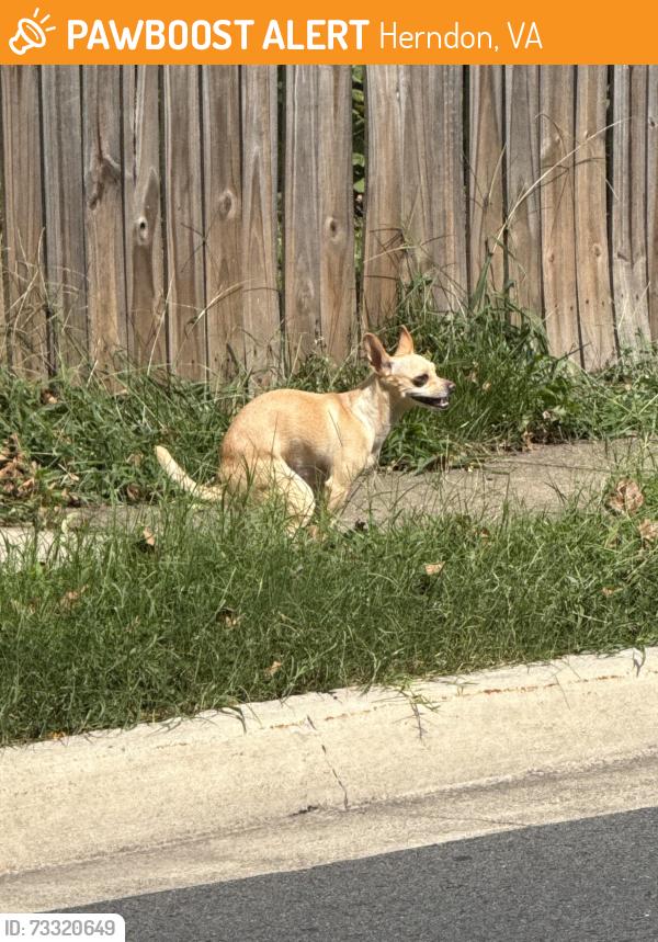 Found/Stray Unknown Dog last seen Herndon Parkway and Summerfield, Herndon, VA 20170