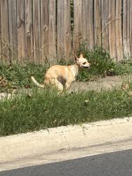 Found/Stray Unknown Dog last seen Herndon Parkway and Summerfield, Herndon, VA 20170