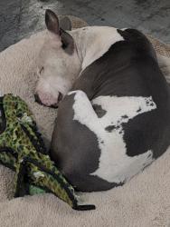 Reunited Female Dog last seen Between 747 and route 4 between port union and maul Hauser, West Chester Township, OH 45014