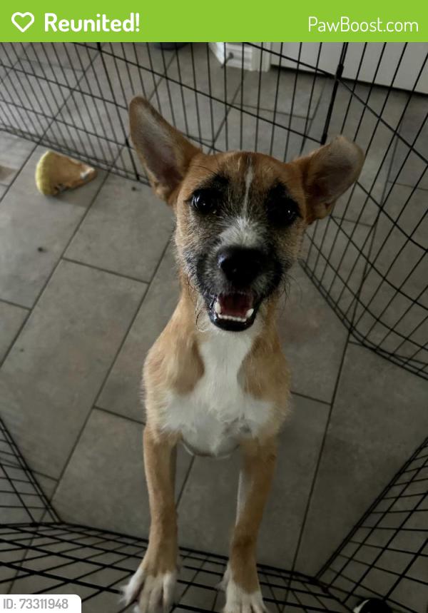 Reunited Male Dog last seen Kohl's in Humble 20755 US-59, Humble, TX 77338, Humble, TX 77338