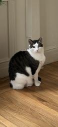 Reunited Male Cat last seen Near Alcatraz Ave, Oakland, CA 94618, USA, Oakland, CA 94618