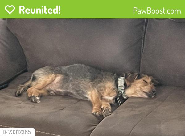 Reunited Male Dog last seen Magdalena,Meriwether St., Las Cruces, NM 88005