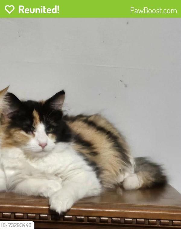 Reunited Female Cat last seen Riverview ct erie michigan, Erie, MI 48133