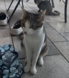 Reunited Female Cat last seen Like on rue Baffin, whatever cross road there is, Dollard-des-Ormeaux, QC 