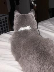 Reunited Male Cat last seen in front of oak terrace apmts, Oak Creek, WI 53154