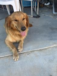 Reunited Male Dog last seen Cerezo and El Elvado, Victorville, CA 92392