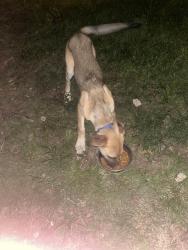 Lost Male Dog last seen Perkins rd, Memphis, TN 38117