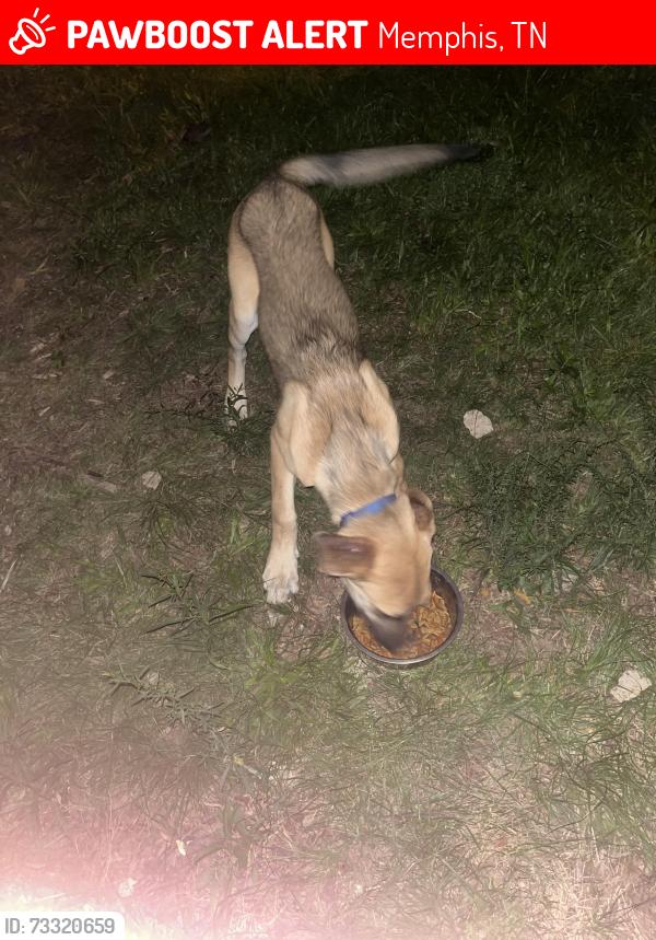 Lost Male Dog last seen Perkins rd, Memphis, TN 38117