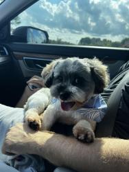 Reunited Female Dog last seen S pierce St, Eden, NC 27288