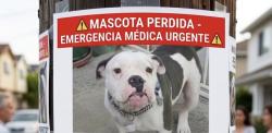 Reunited Male Dog last seen Western Ave and 77th St, Los Angeles, CA 90047