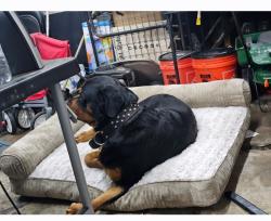 Reunited Male Dog last seen Near and Van Ness, Los Angeles, CA 90004