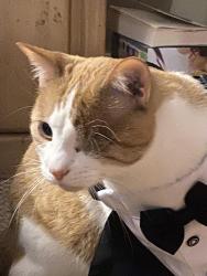 Reunited Male Cat last seen Longview Heights Neighborhood, Longview, TX 75601