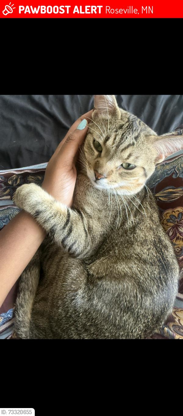 Lost Male Cat last seen Sienna Green apmts, Roseville, MN 55113