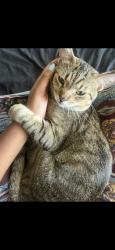 Lost Male Cat last seen Sienna Green apmts, Roseville, MN 55113