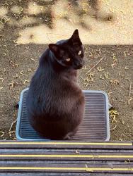 Lost Male Cat last seen 250th 48th Ave E, Graham, WA 98338