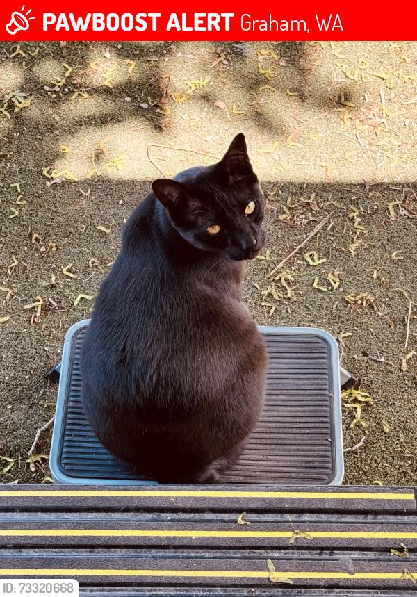 Lost Male Cat last seen 250th 48th Ave E, Graham, WA 98338