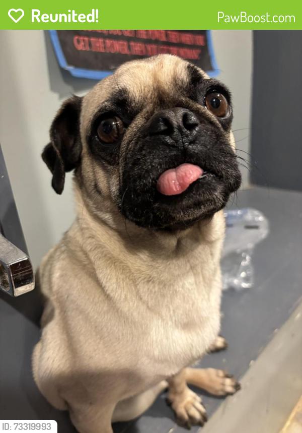 Reunited Female Dog last seen Poinsettia or Rancho santa Fe , sycamore, Vista, CA 92078