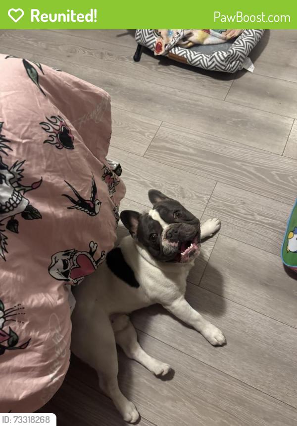 Reunited Male Dog last seen Near 11th st e, Lancaster, CA 93535