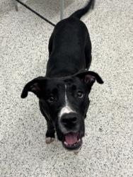Shelter Stray Male Dog last seen Near Mason Road, Union City, GA, 1251 Fulton Industrial Blvd NW, Atlanta, GA 30336, USA
