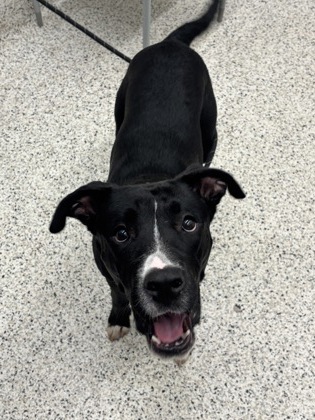 Shelter Stray Male Dog last seen Near Mason Road, Union City, GA, 1251 Fulton Industrial Blvd NW, Atlanta, GA 30336, USA