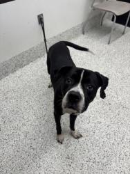 Shelter Stray Male Dog last seen Near -G CANDLEWOOD DR SW, East Point, GA, 1251 Fulton Industrial Blvd NW, Atlanta, GA 30336, USA