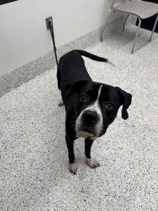 Shelter Stray Male Dog last seen Near -G CANDLEWOOD DR SW, East Point, GA, 1251 Fulton Industrial Blvd NW, Atlanta, GA 30336, USA