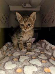 Shelter Stray Female Cat last seen Near Benton, 64128, MO, 7077 Elmwood Ave, Kansas City, MO 64132, USA