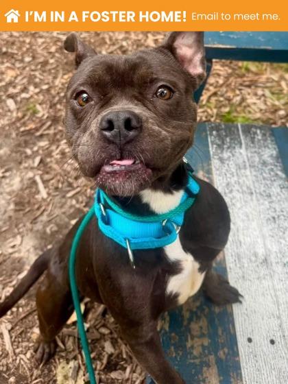 Shelter Stray Female Dog last seen Near Winner ave, 21215, MD, 2490 Giles Rd, Baltimore, MD 21225, USA